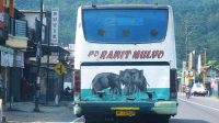 rawit-mulyo